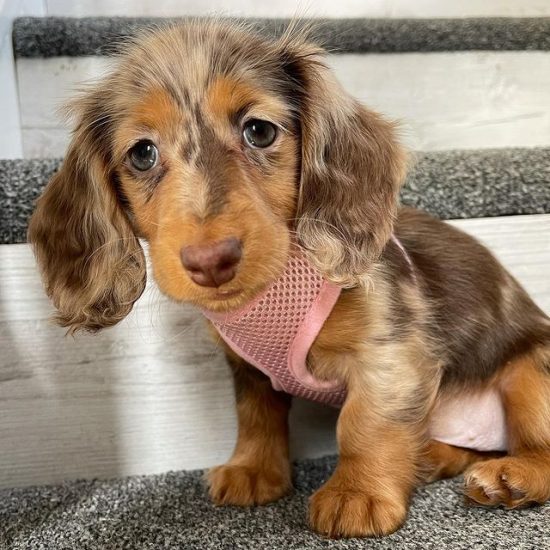 WhatsApp Image 2025-08-12 at 4.08.18 AM