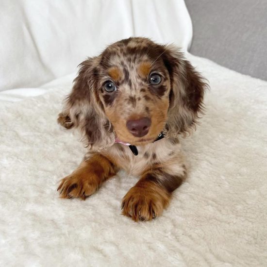 WhatsApp Image 2026-03-25 at 7.10.26 AM